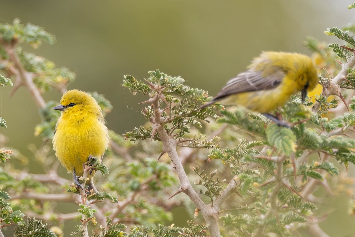 Yellow Penduline-Tit - ML629991199
