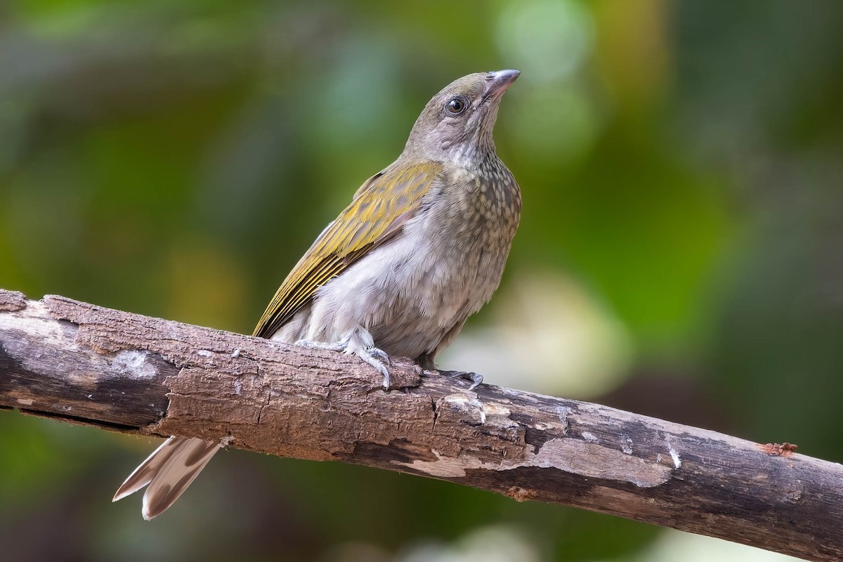 Spotted Honeyguide - ML629991233