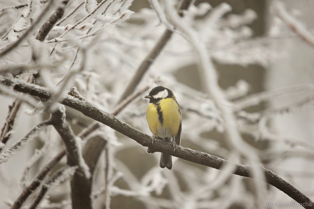 Great Tit - ML629991235