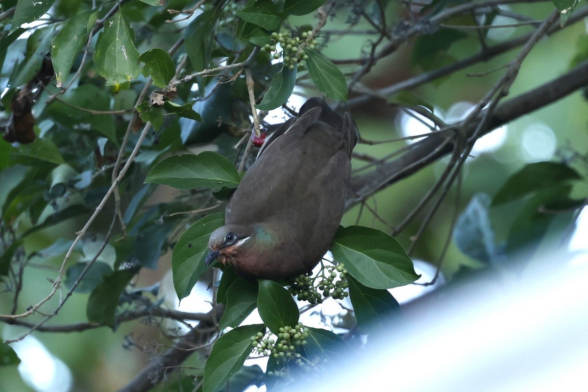 White-eared Brown-Dove - ML629991236