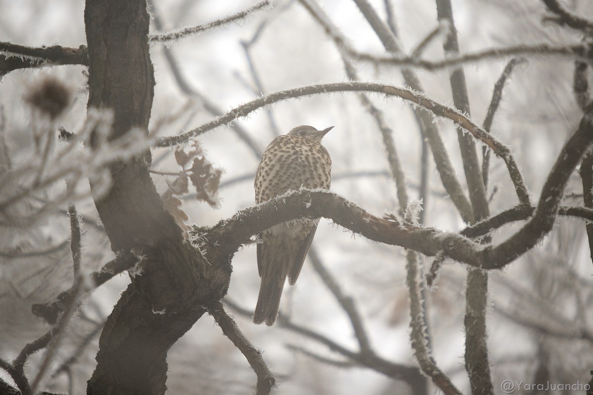Mistle Thrush - ML629991238