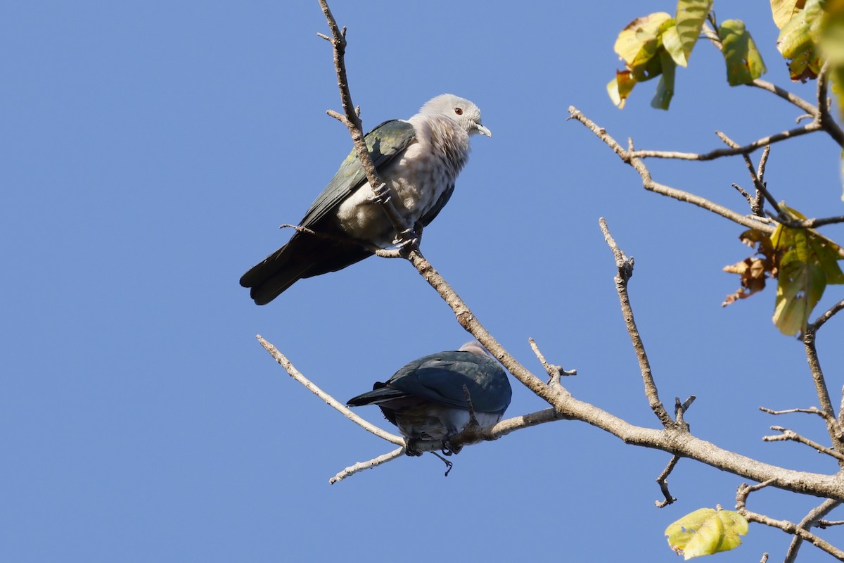 Green Imperial-Pigeon - ML629991242