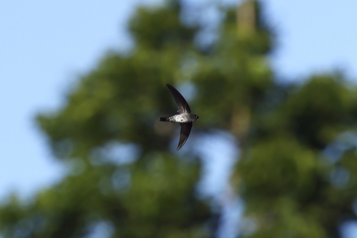 Gray-rumped Swiftlet - ML629991250