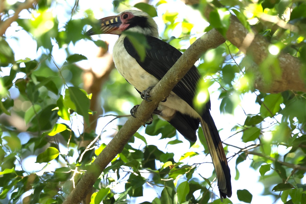 Luzon Hornbill - ML629991256