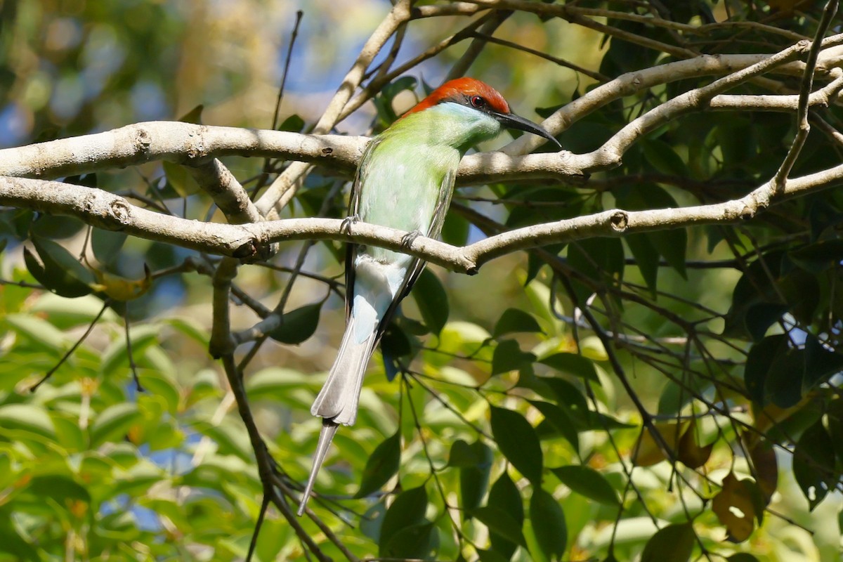 Rufous-crowned Bee-eater - ML629991259