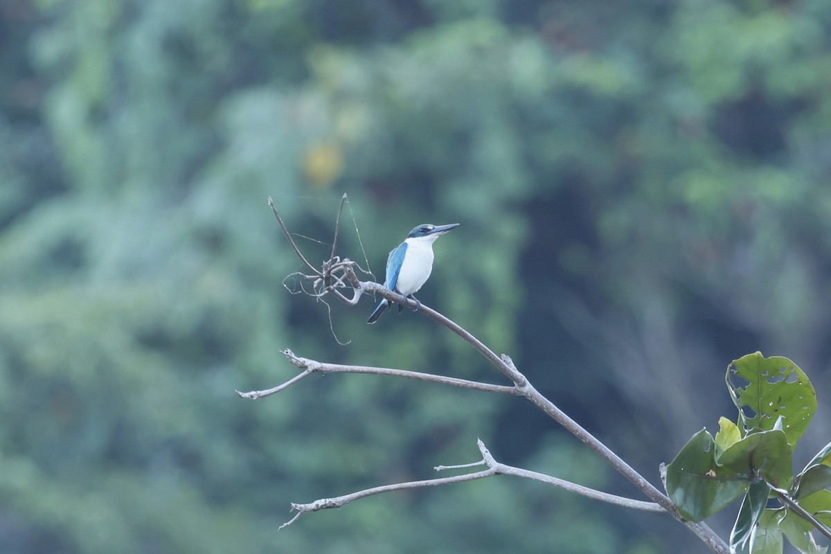 Collared Kingfisher - ML629991270
