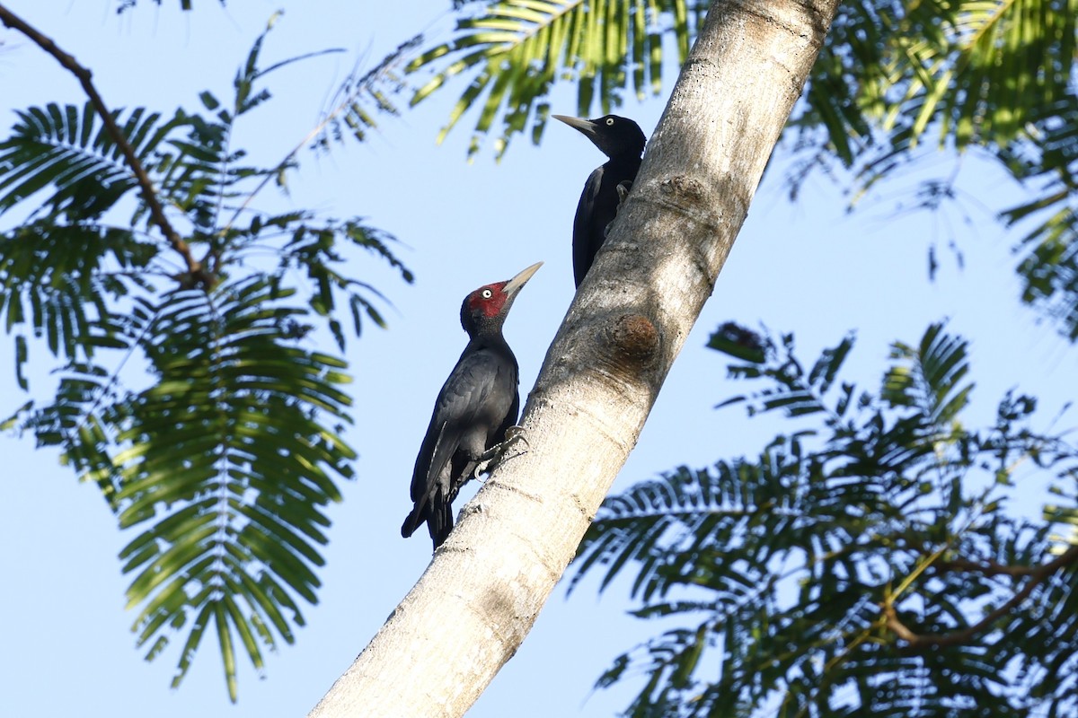 Northern Sooty-Woodpecker - ML629991280