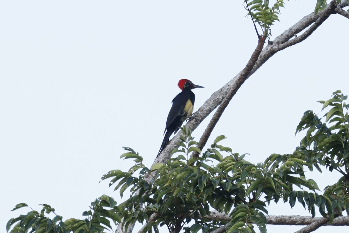 White-bellied Woodpecker - ML629991284