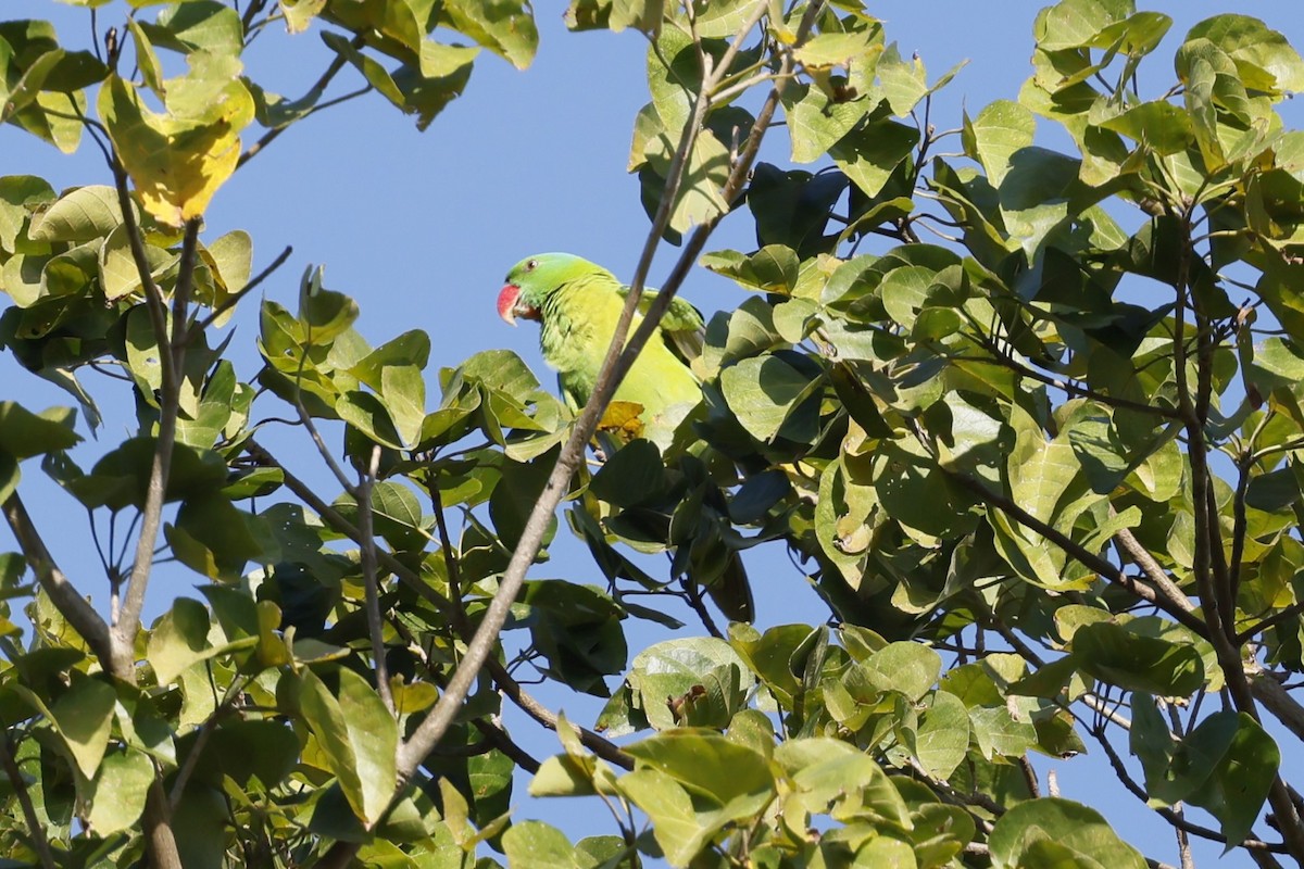 Blue-naped Parrot - ML629991288