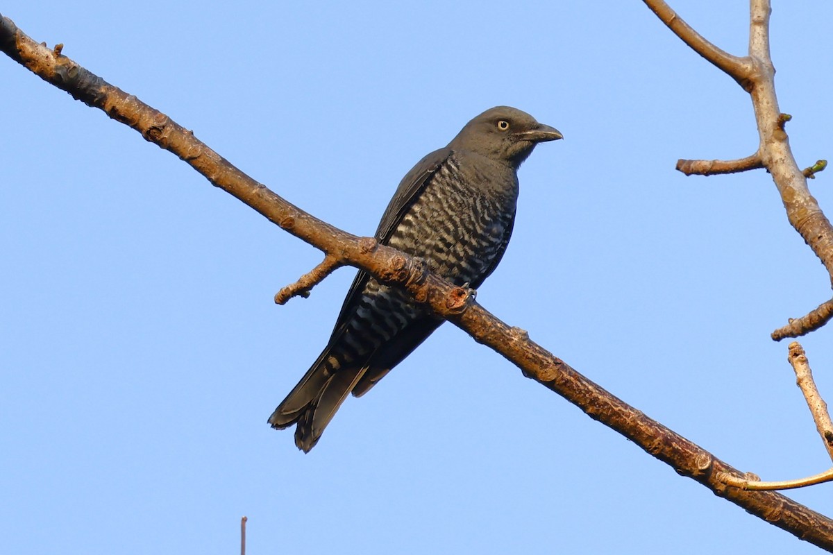 Bar-bellied Cuckooshrike - ML629991295