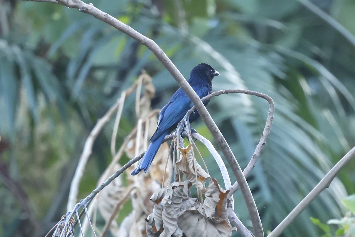 Balicassiao - ML629991308