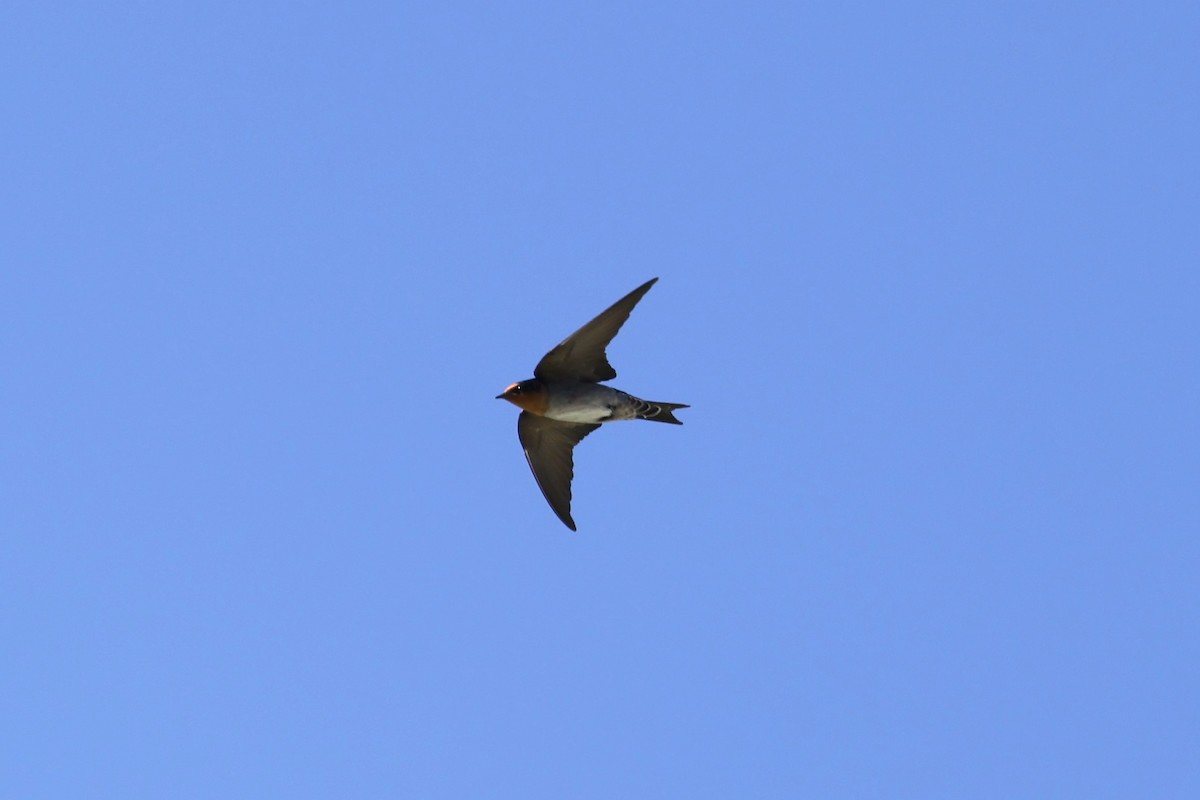 Pacific Swallow - ML629991324