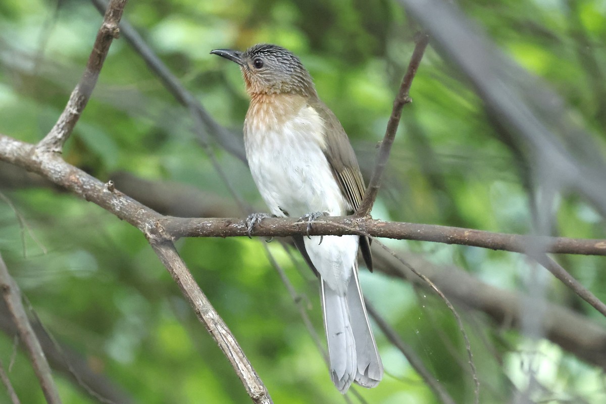 Philippine Bulbul - ML629991326