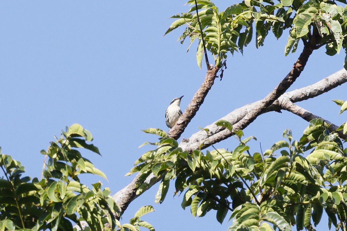 Stripe-sided Rhabdornis - ML629991327