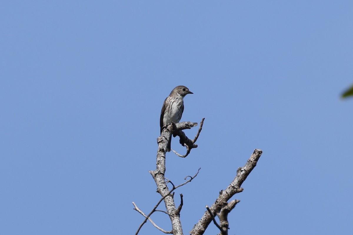 Gray-streaked Flycatcher - ML629991330