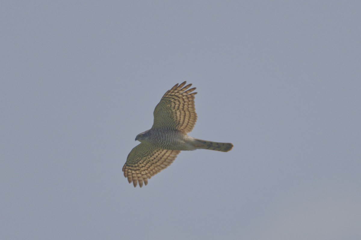 Eurasian Sparrowhawk - ML629991333