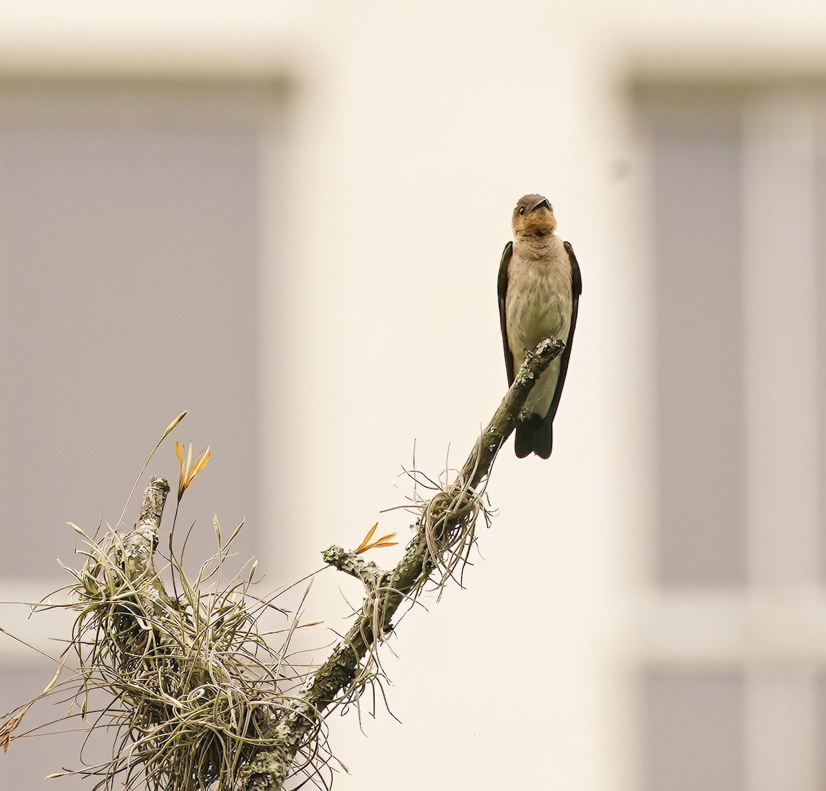 Southern Rough-winged Swallow - ML629991445