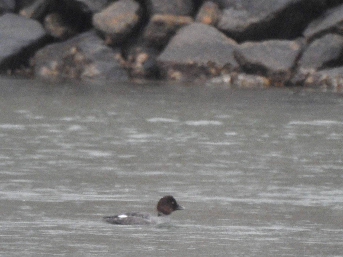 Common Goldeneye - ML629991535