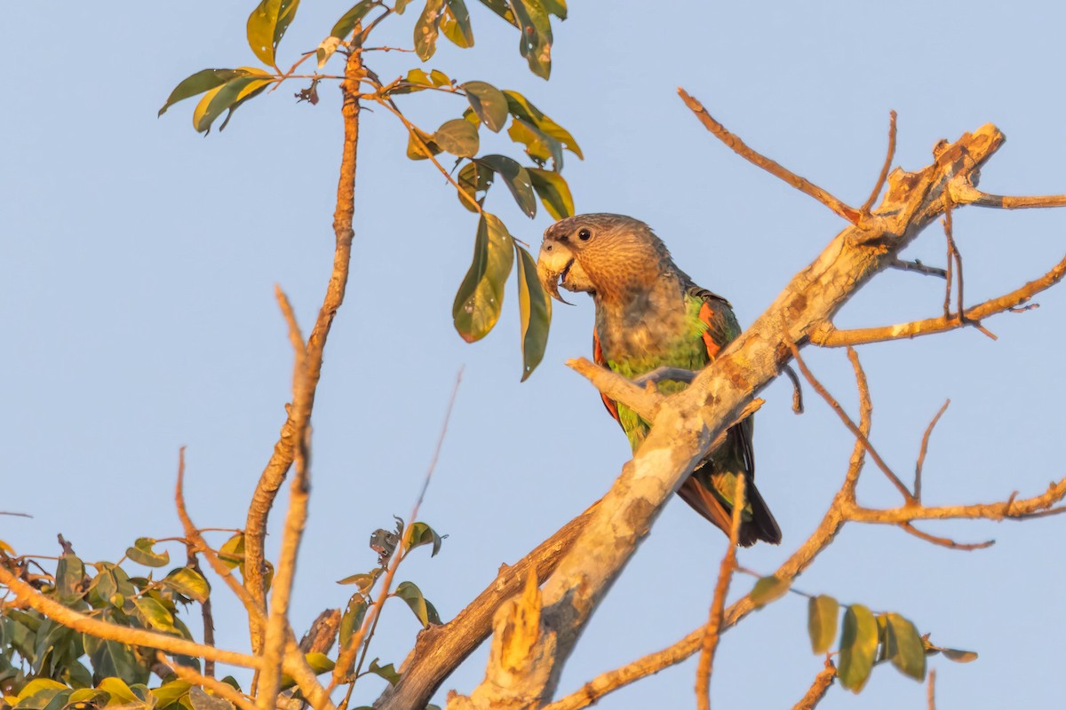 Brown-necked Parrot (Brown-necked) - ML629991568