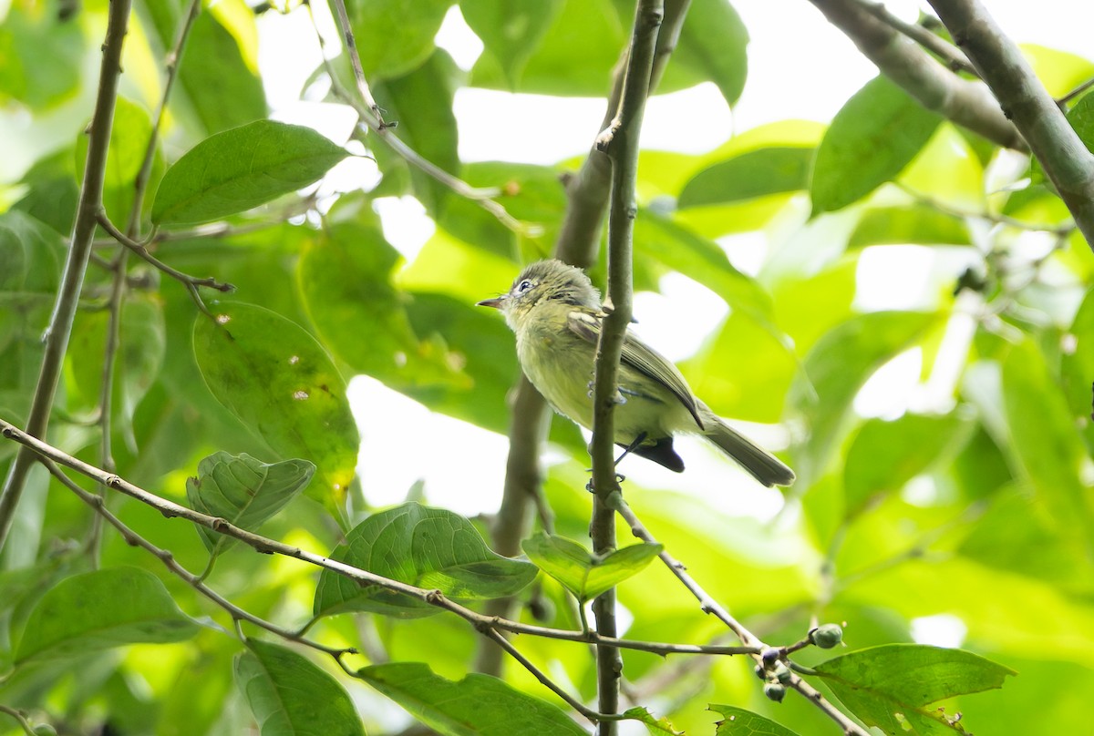 Yellow-green Tyrannulet - ML629991577