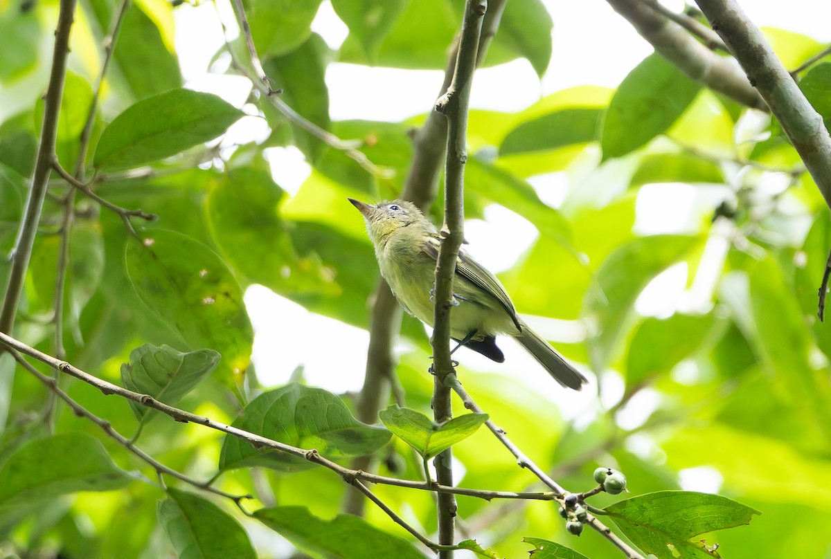 Yellow-green Tyrannulet - ML629991578