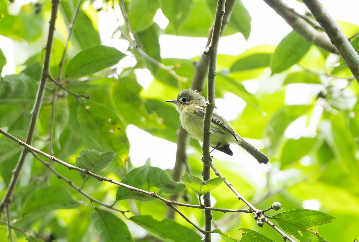 Yellow-green Tyrannulet - ML629991579