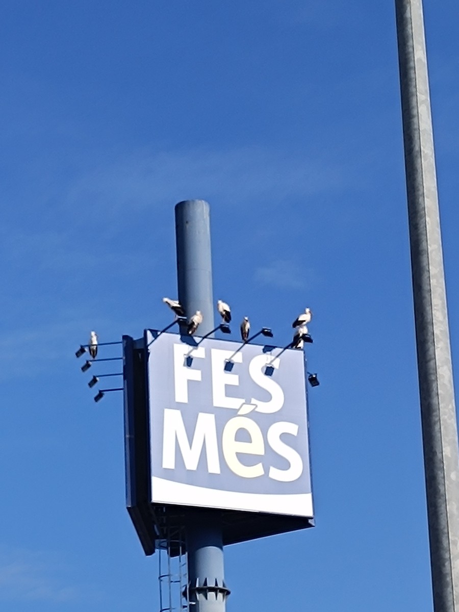 White Stork - ML629991645