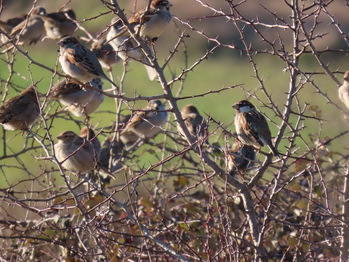 Spanish Sparrow - ML629991832