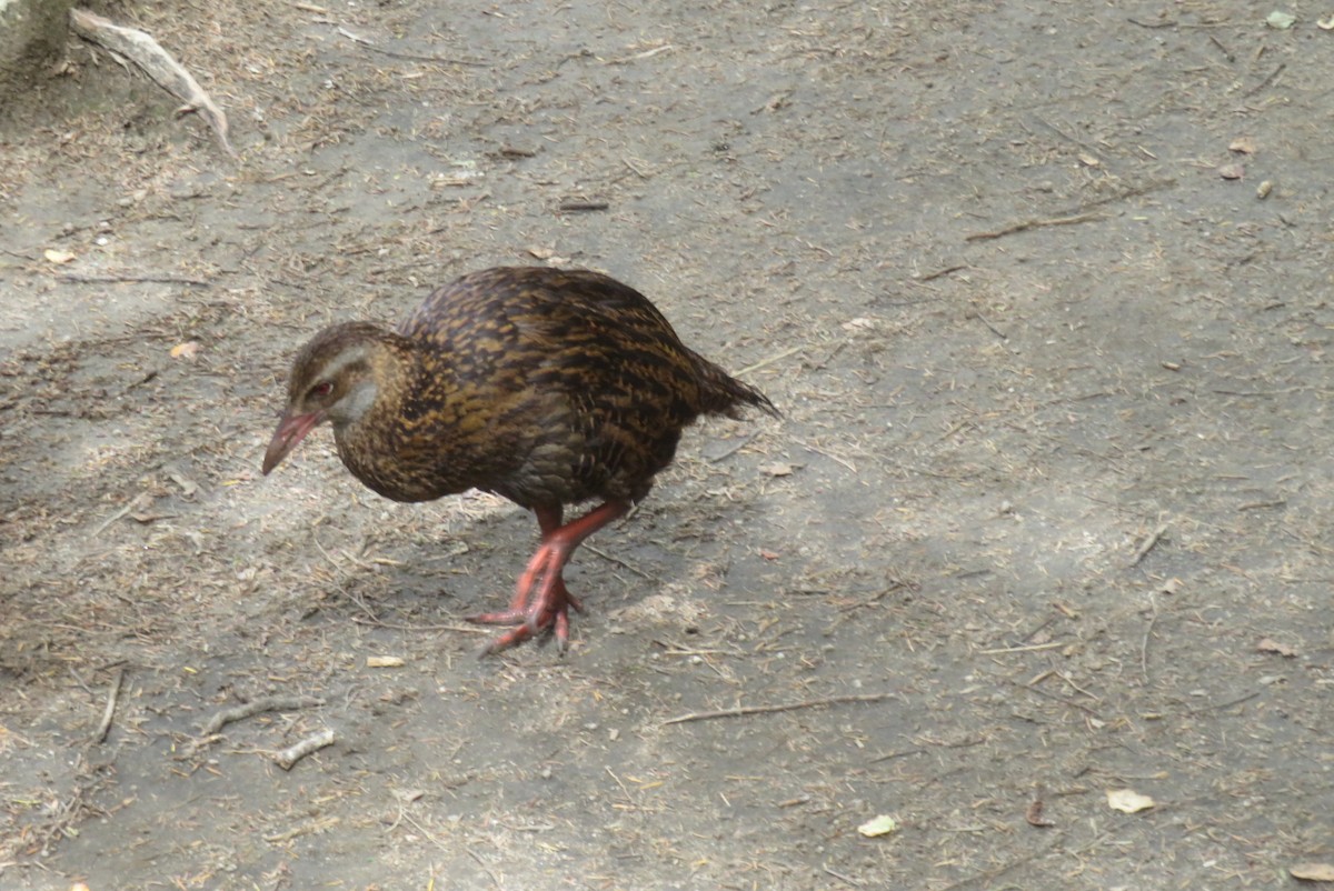 ニュージーランドクイナ - ML629991967