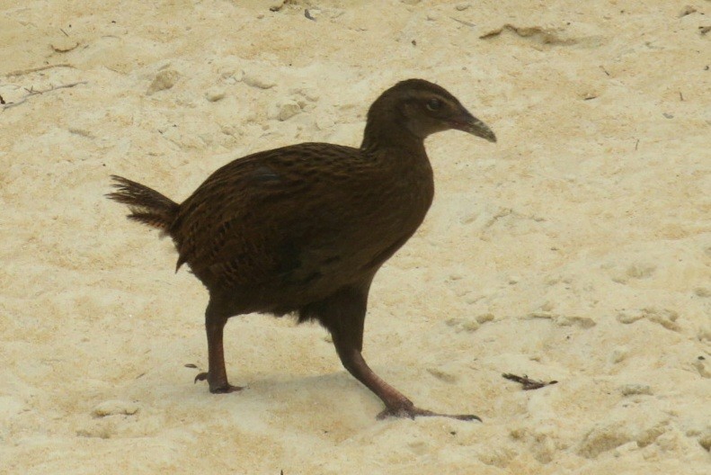 ニュージーランドクイナ - ML629991968