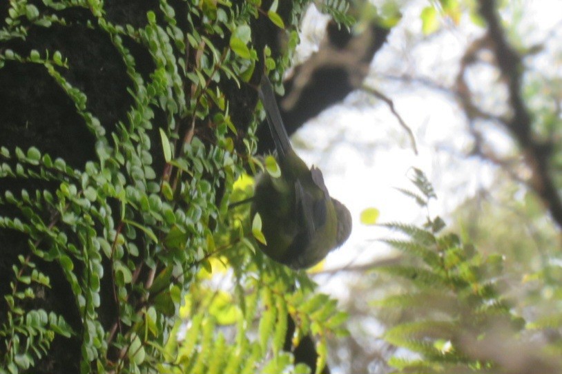 ニュージーランドミツスイ - ML629991979