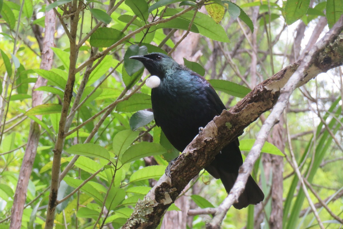 エリマキミツスイ - ML629991983
