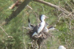 マミジロウ - ML629992002