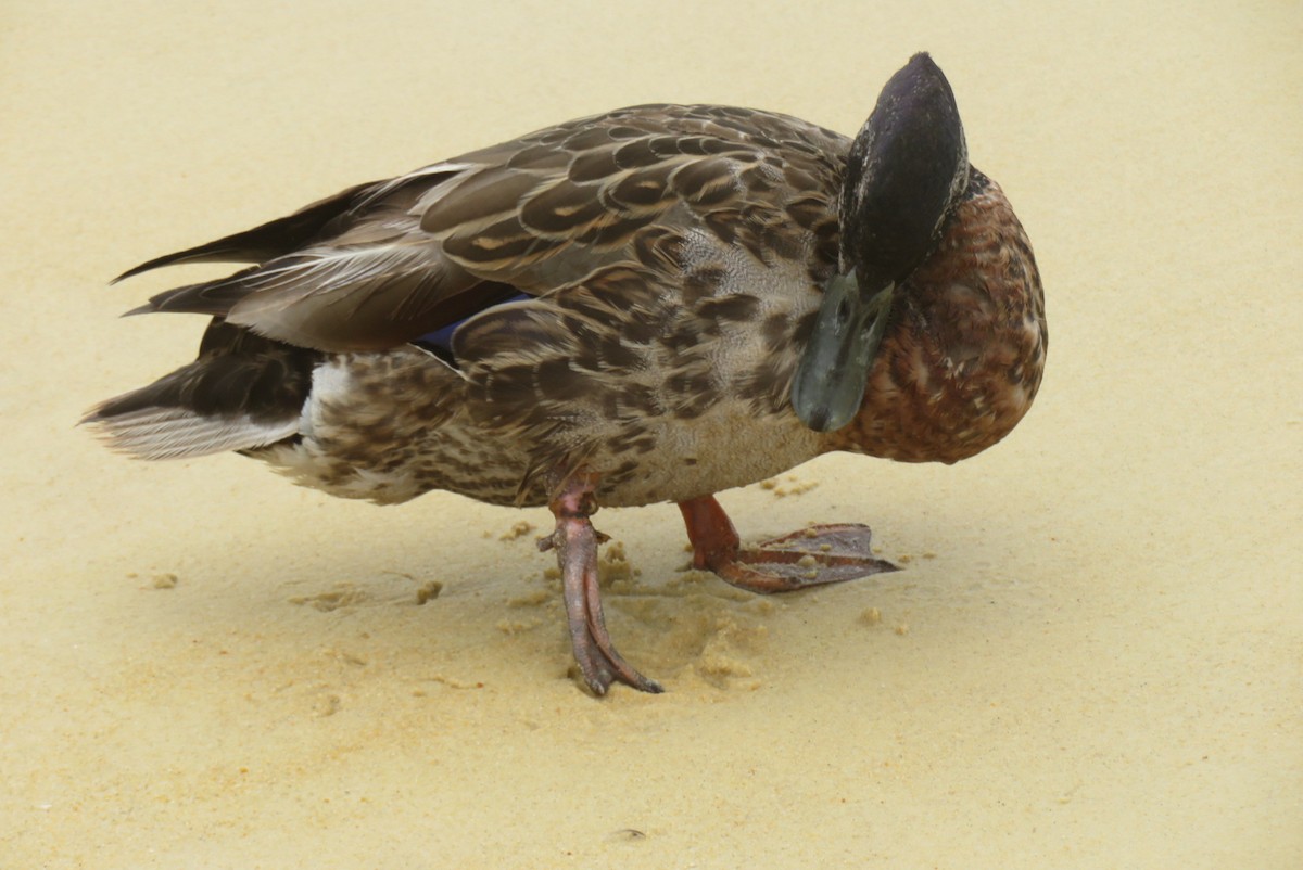 マガモ - ML629992086