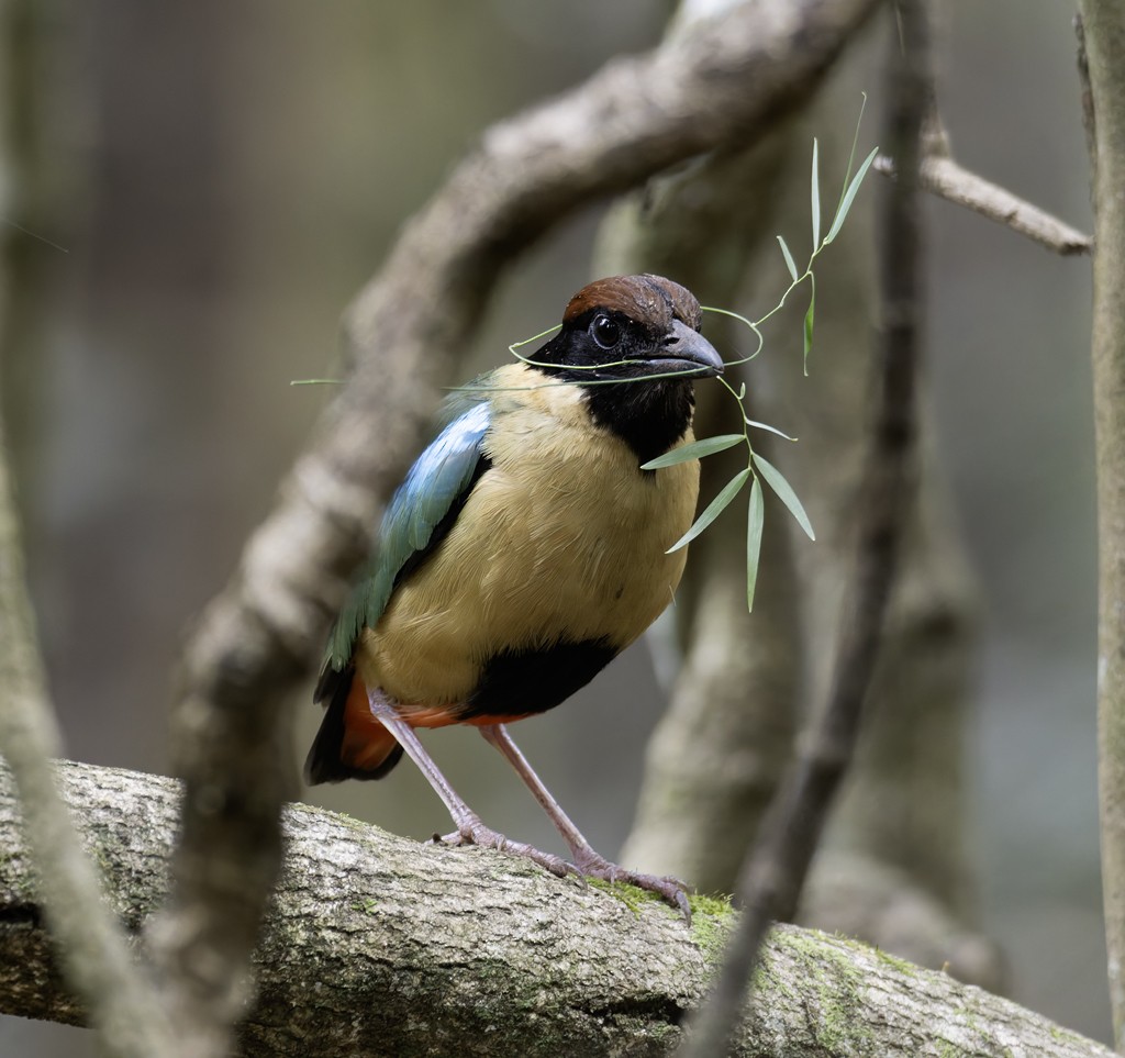 Noisy Pitta - ML629992152