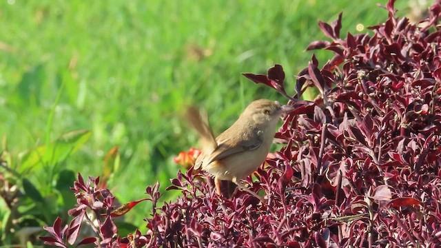 Plain Prinia - ML629992224