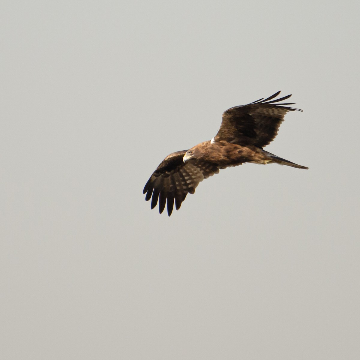 Booted Eagle - ML629992443