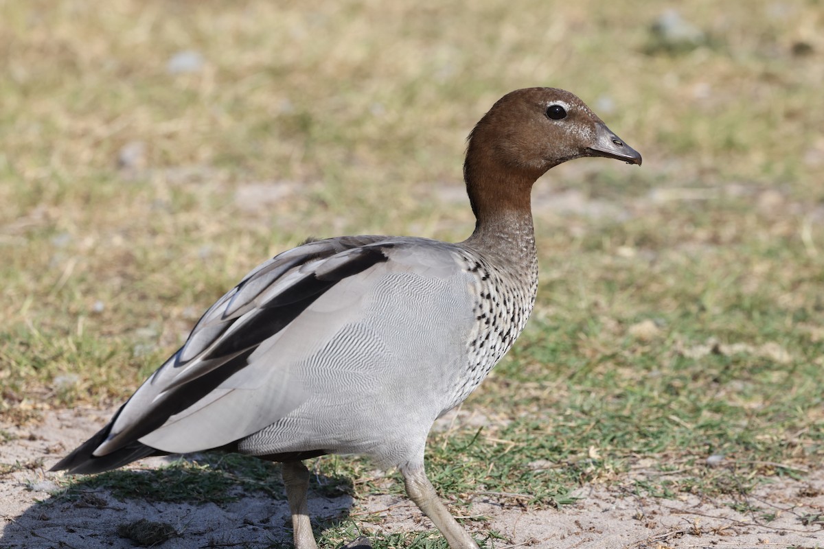 Maned Duck - ML629992515