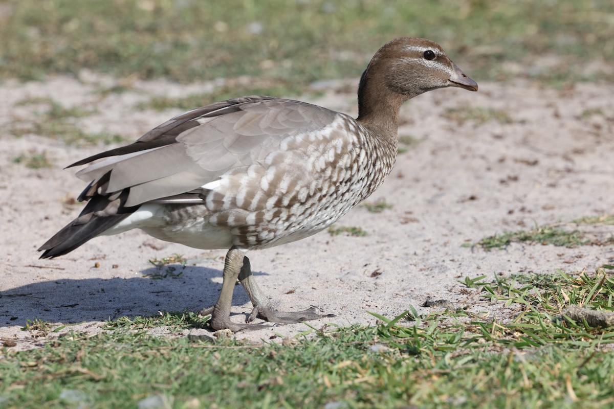 Maned Duck - ML629992531