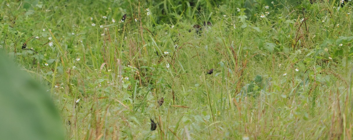 Streak-headed Munia - ML629992665