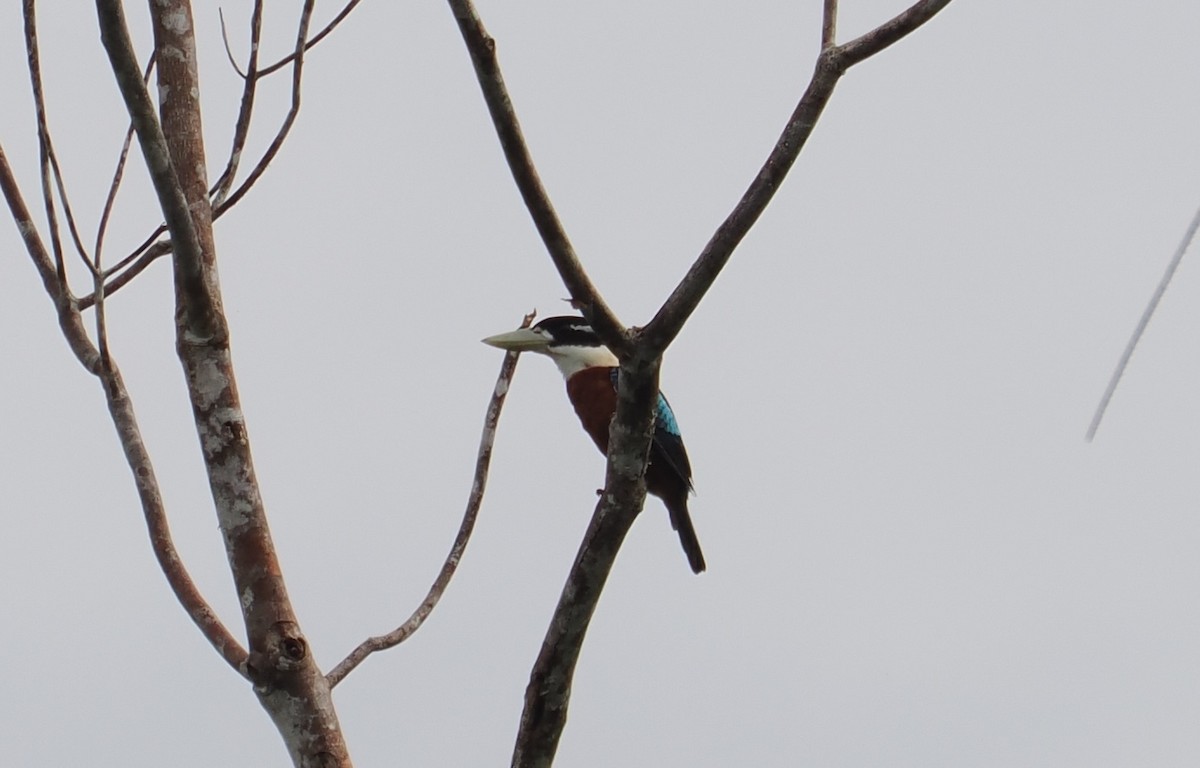 Rufous-bellied Kookaburra - ML629992713