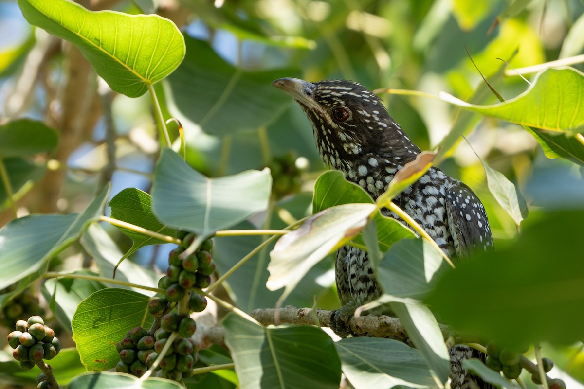 Asian Koel - ML629992770
