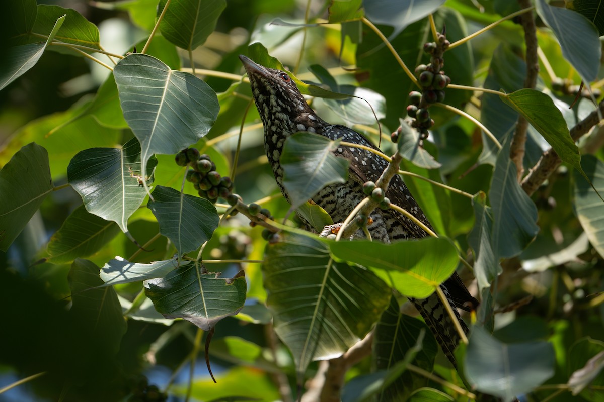 Asian Koel - ML629992773