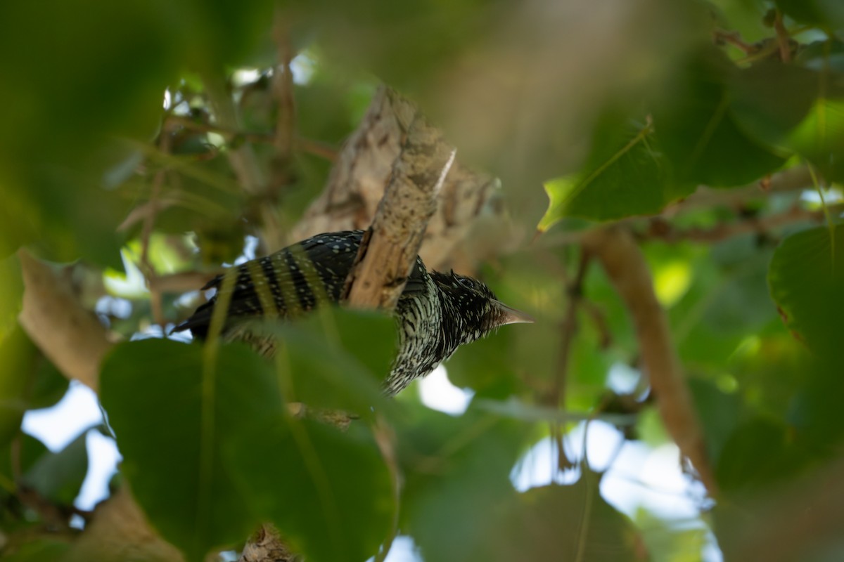 Asian Koel - ML629992842