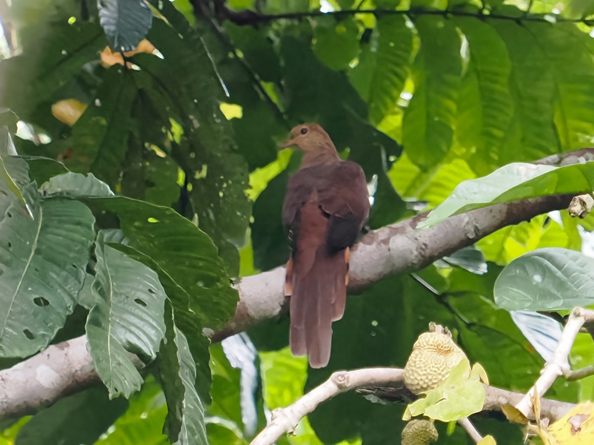 Amboyna Cuckoo-Dove - ML629992885