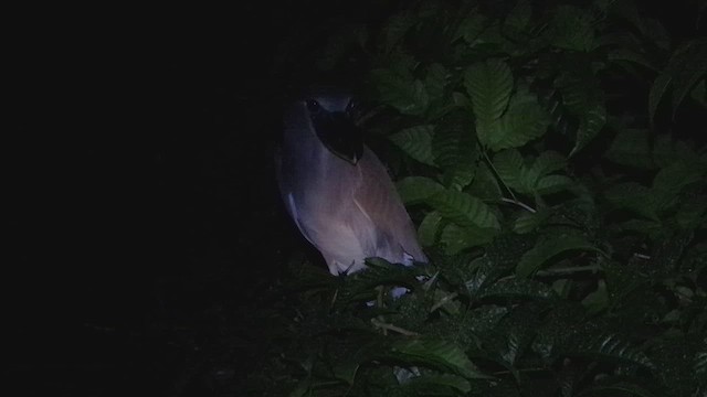 Boat-billed Heron - ML629993098