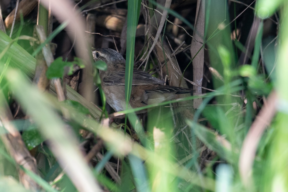 Гүймхий шатан сүүлт - ML629993126