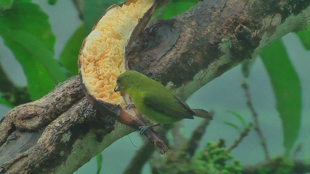 Thick-billed Euphonia - ML629993256