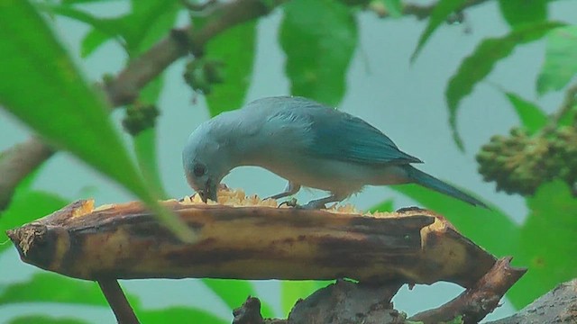 Blue-gray Tanager - ML629993299
