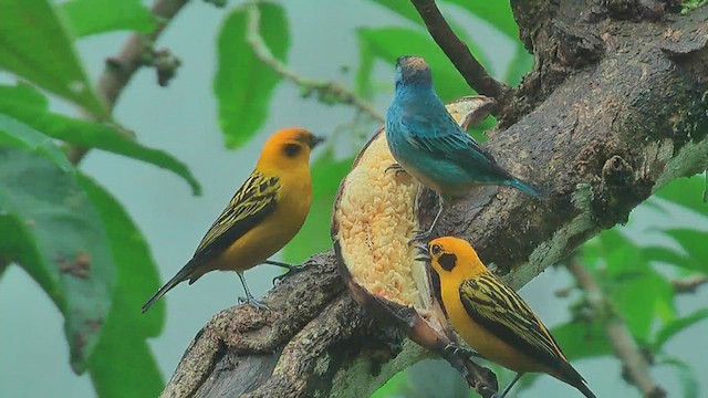 Golden-naped Tanager - ML629993325